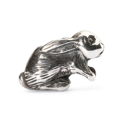 ARABIAN HARE - RETIRED